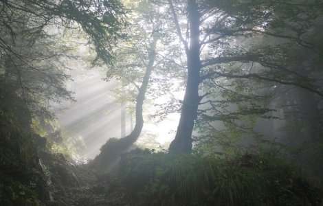 Un barbat a murit in padure, in timp ce culegea ciuperci
