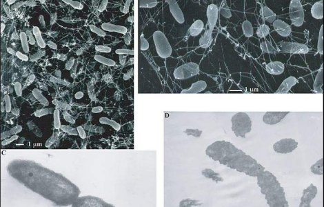 Plante periculoase din Olanda, oprite la granita Romaniei