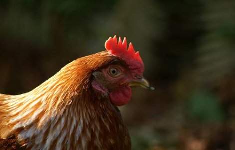 Puiul romanesc face ravagii in Occident