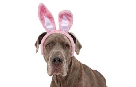 PETA lanseaza un site pornografic