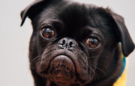  Top  Expresivitate "la superlativ"! 15+ imagini cu animale care nu-si pot ascunde emotiile