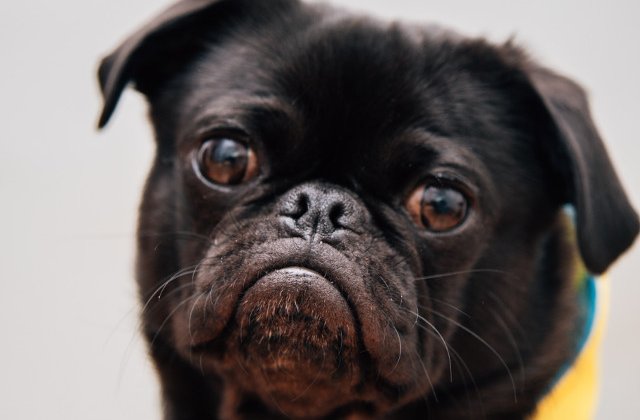 Expresivitate "la superlativ"! 15+ imagini cu animale care nu-si pot ascunde emotiile