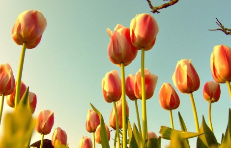 "Efectul lalelelor": Florarii din Arad nu-si pot onora comenzile