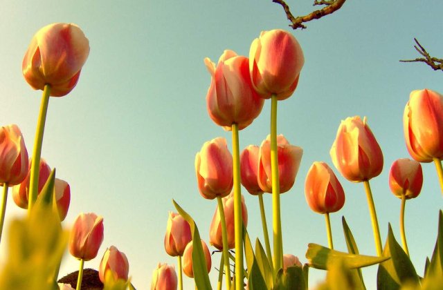 "Efectul lalelelor": Florarii din Arad nu-si pot onora comenzile