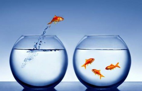  Top  "Cand o zbura porcul": Proverbe si expresii adunate din jurul lumii