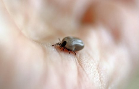 Studiu: Capusele sunt mai atrase de grupa de sange A