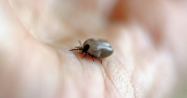 Studiu: Capusele sunt mai atrase de grupa de sange A