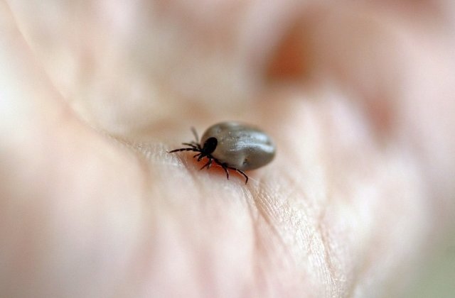 Studiu: Capusele sunt mai atrase de grupa de sange A