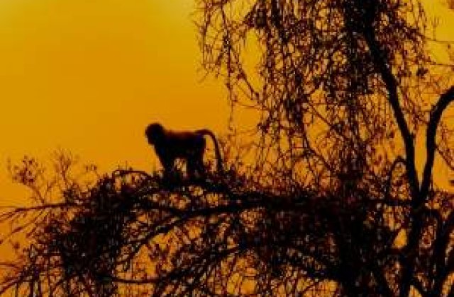 A fost descoperita o noua specie de maimute