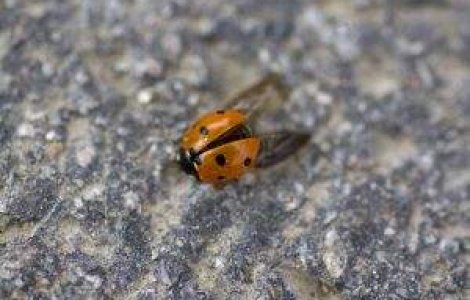 Buburuza ne poate da leacul pentru tuberculoza