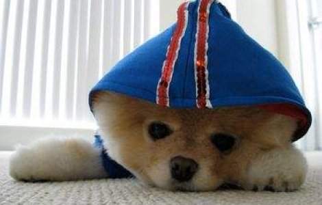 Cel mai dragut caine din lume?