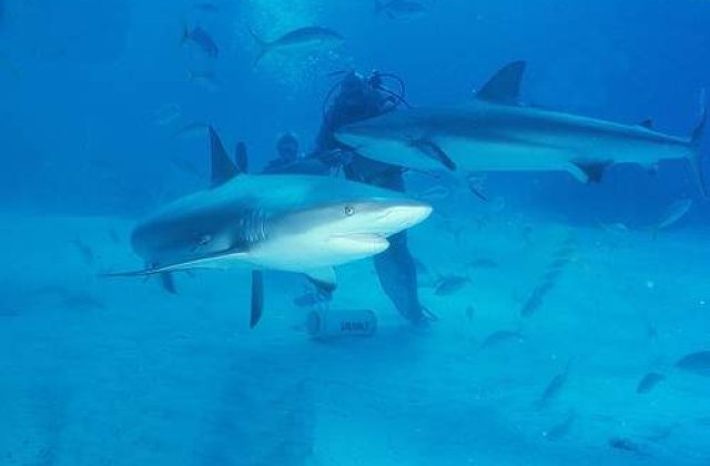 Rechinii ne vindeca de infectiile virale