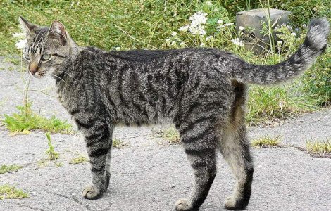 O pisica pierduta si-a gasit familia dupa cinci ani