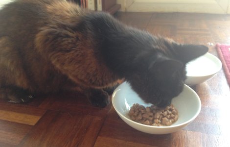 O pisica s-a reunit cu stapana sa dupa 12 ani de cand a disparut de acasa