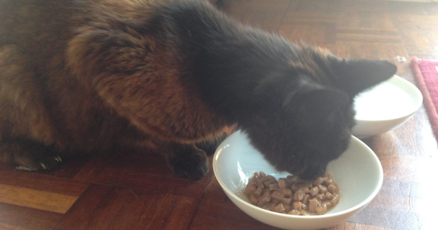 O pisica s-a reunit cu stapana sa dupa 12 ani de absenta de acasa