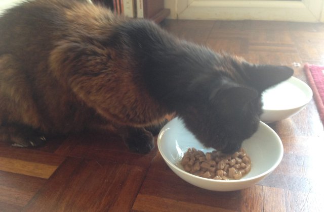 O pisica s-a reunit cu stapana sa dupa 12 ani de cand a disparut de acasa