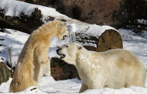 Imagini care demonsteaza cat de grava este poluarea: ursi polari, surprinsi cand se joaca cu plastic