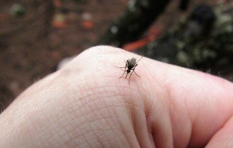  Top  11 metode naturale pentru a tine tantarii la distanta