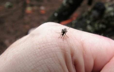  Top  11 metode naturale pentru a tine tantarii la distanta