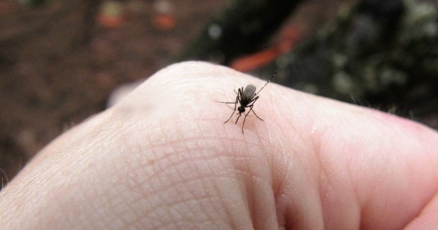  Top  11 metode naturale pentru a tine tantarii la distanta