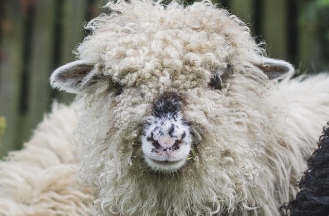 Un berbec din Australia este cu 30 de kilograme mai usor dupa ce a fost tuns