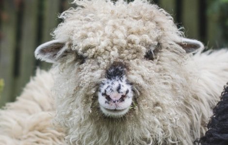 Un berbec din Australia este cu 30 de kilograme mai usor dupa ce a fost tuns