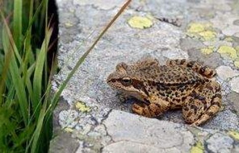 Maritate la 7 ani cu broaste