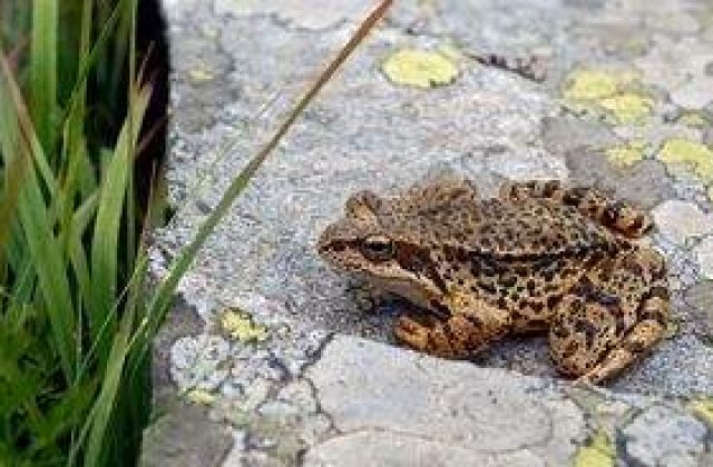 Maritate la 7 ani cu broaste