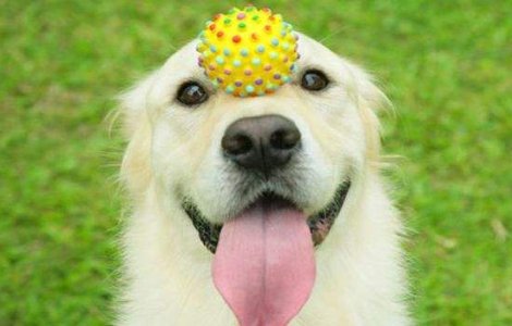  Top  Top 10: Lectii de viata din partea animalelor de companie