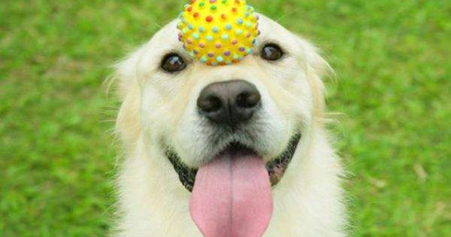  Top  Top 10: Lectii de viata din partea animalelor de companie