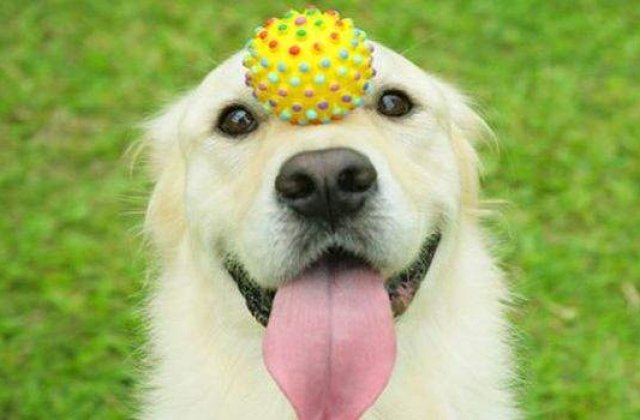 Top 10: Lectii de viata din partea animalelor de companie