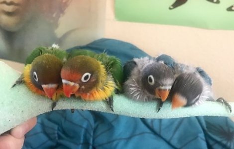 Internetul s-a indragostit de o pereche de papagali care are patru pui