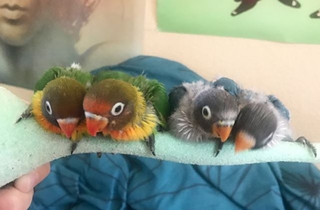 Internetul s-a indragostit de o pereche de papagali care are patru pui