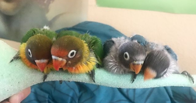 Internetul s-a indragostit de o pereche de papagali care are patru pui