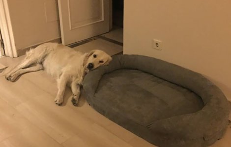  Top  10+ caini adorabili care nu se pot lauda cu o inteligenta iesita din comun