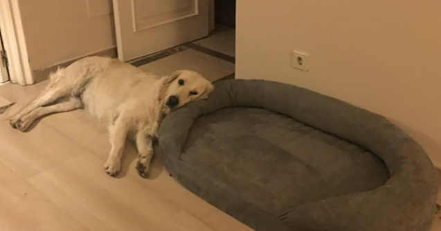  Top  10+ caini adorabili care nu se pot lauda cu o inteligenta iesita din comun