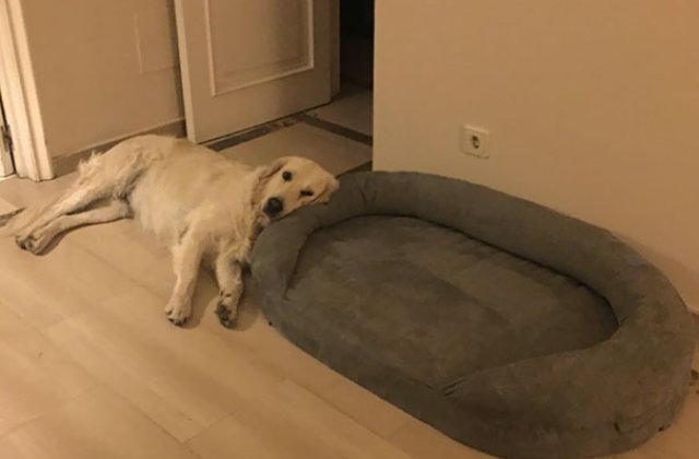 10+ caini adorabili care nu se pot lauda cu o inteligenta iesita din comun