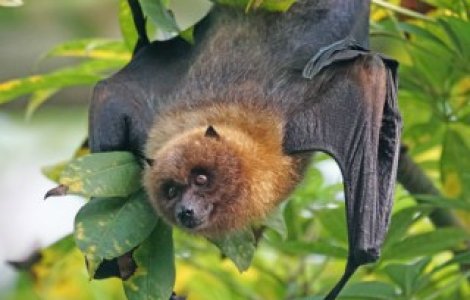  Top  Singurele mamifere care pot zbura: 12 lucruri nestiute despre lilieci