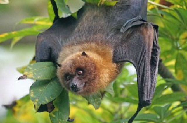 Singurele mamifere care pot zbura: 12 lucruri pe care nu le stiai despre lilieci
