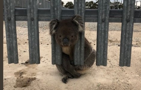 Imagini amuzante cu salvarea unui urs koala prins intr-un gard