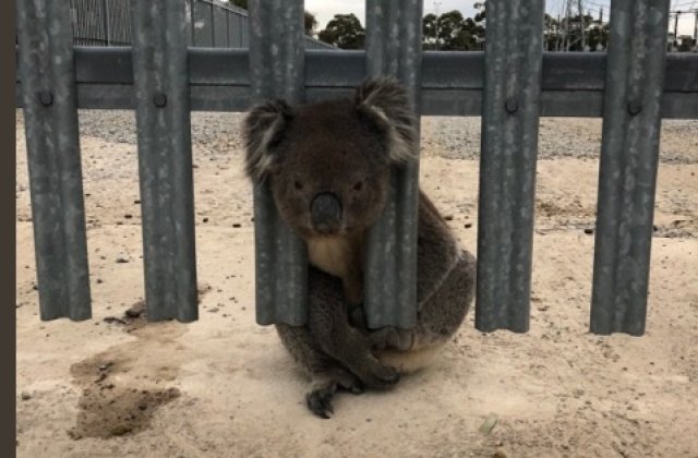 Un urs koala a ramas blocat intr-un gard: imagine amuzanta cu salvarea lui