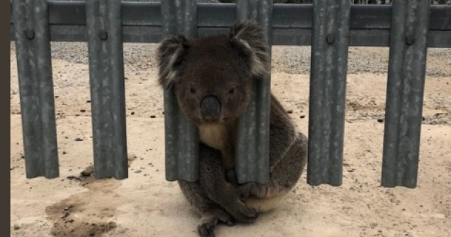 Imagini amuzante cu salvarea unui urs koala prins intr-un gard