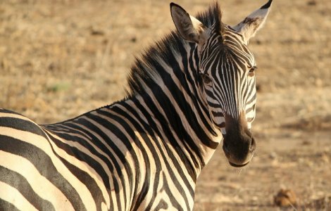 O gradina zoologica din Egipt e acuzata ca a pictat un magar pentru a-l face sa para zebra