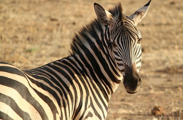 O gradina zoologica din Egipt e acuzata ca a pictat un magar pentru a-l face sa para zebra