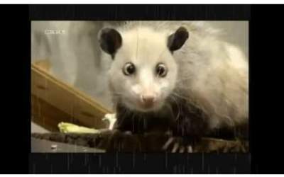 Oposumul Heidi a murit