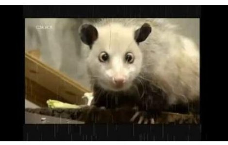 Oposumul Heidi a murit