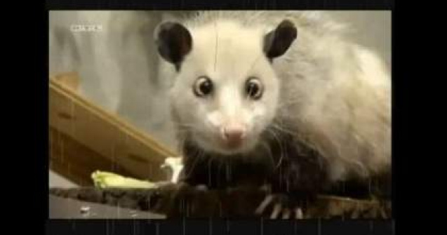 Oposumul Heidi a murit