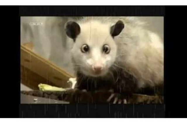 Oposumul Heidi a murit