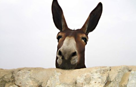 Bulgaria: Un magar, candidat la alegeri pentru primarie