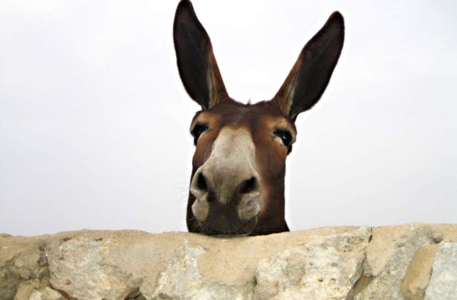 Bulgaria: Un magar, candidat la alegeri pentru primarie